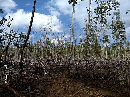 Schäden durch Hurrikan Matthew sind teilweise noch sichtbar, wie in diesem Mangrovenwald;  an anderer Stelle wachsen bereits kleine Mangroven nach. ©OroVerde/AF