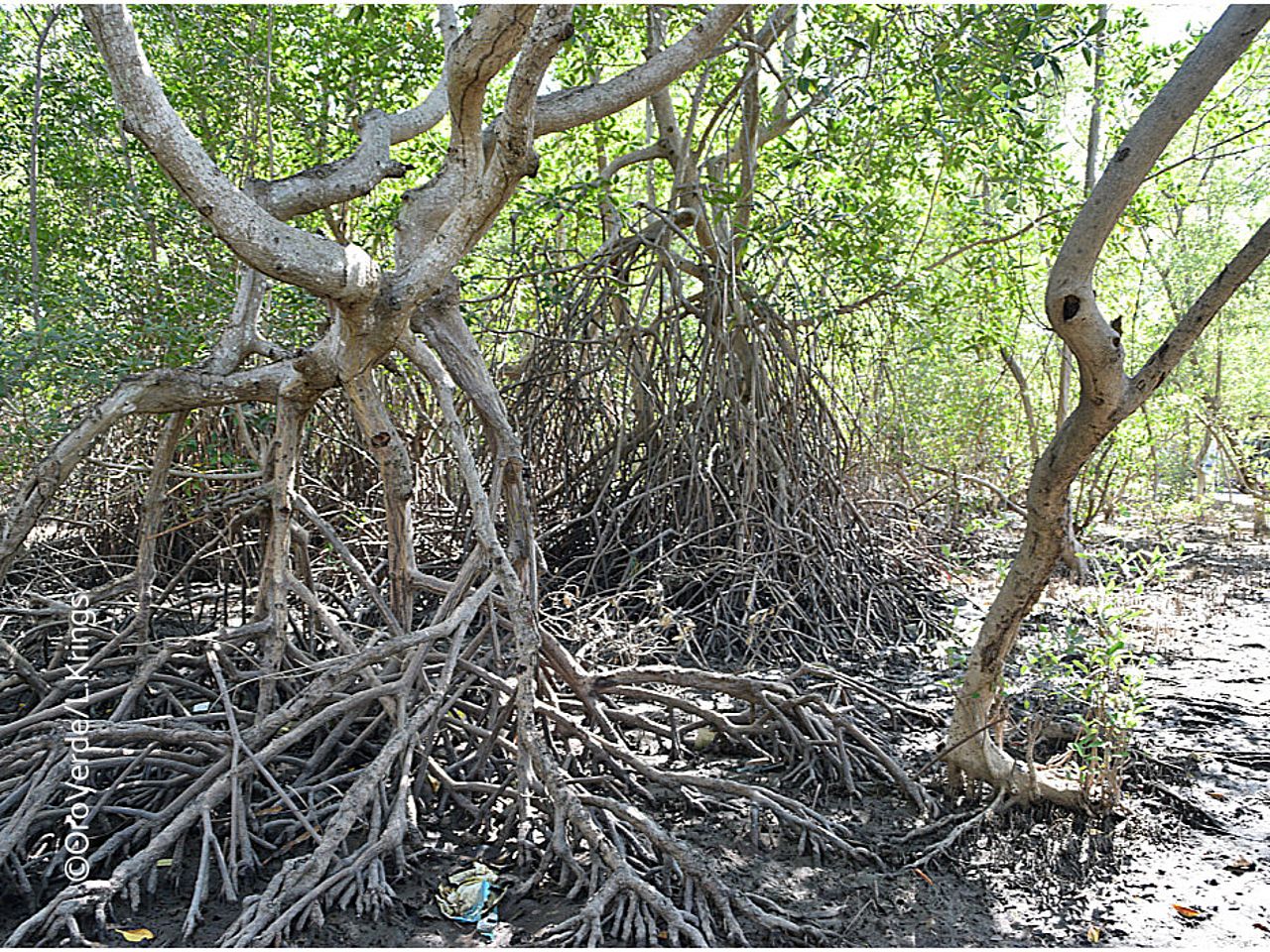 Mangrovenbäume bei Ebbe. Solange das Wasser weg ist, kann man das beeindruckende Wurzelgeflecht der Mangroven sehen. ©OroVerde/Laura Krings
