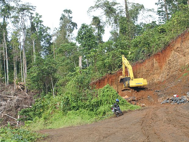 Unsere Forderung am Tag der Tropenwälder: Die Regenwaldzerstörung muss endlich aufhören!
