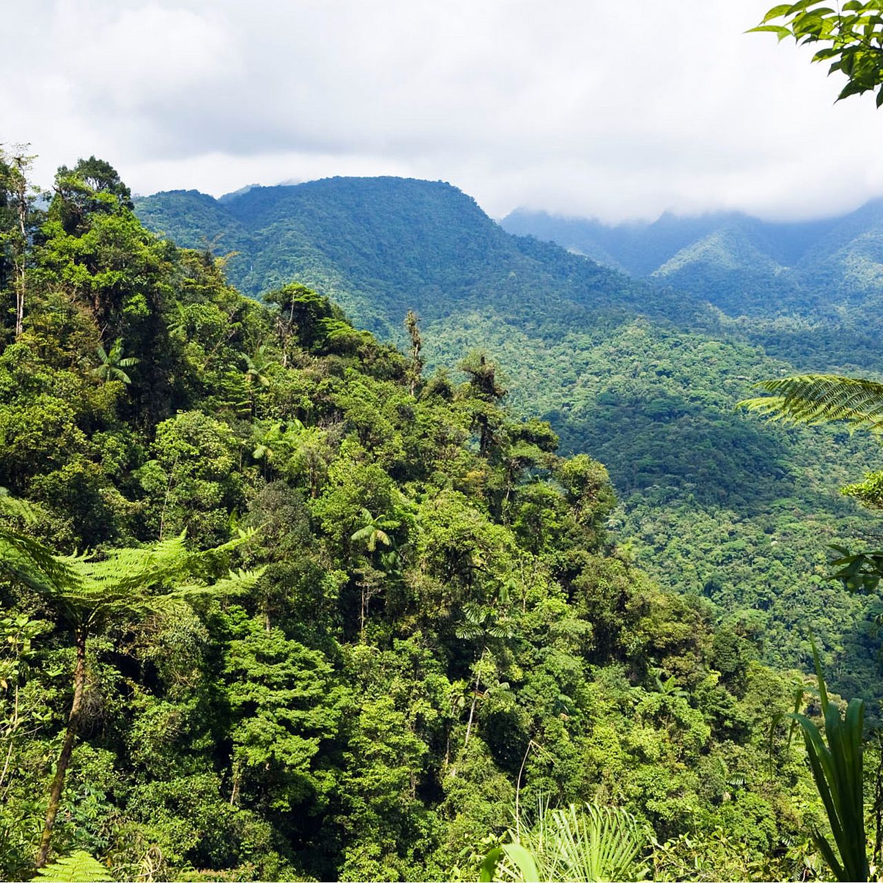 Um den Regenwald zu schützen, müssen wir das Klima schützen ©Konrad Wothe