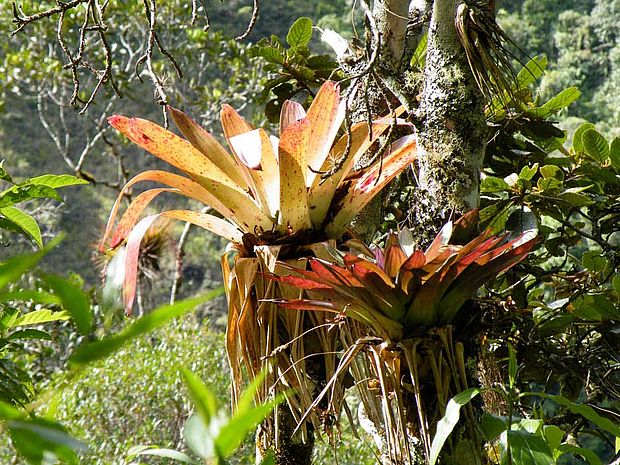 Bromelien sind weit verbreitete Pflanzen im Regenwald © OroVerde-Linda Rohnstock