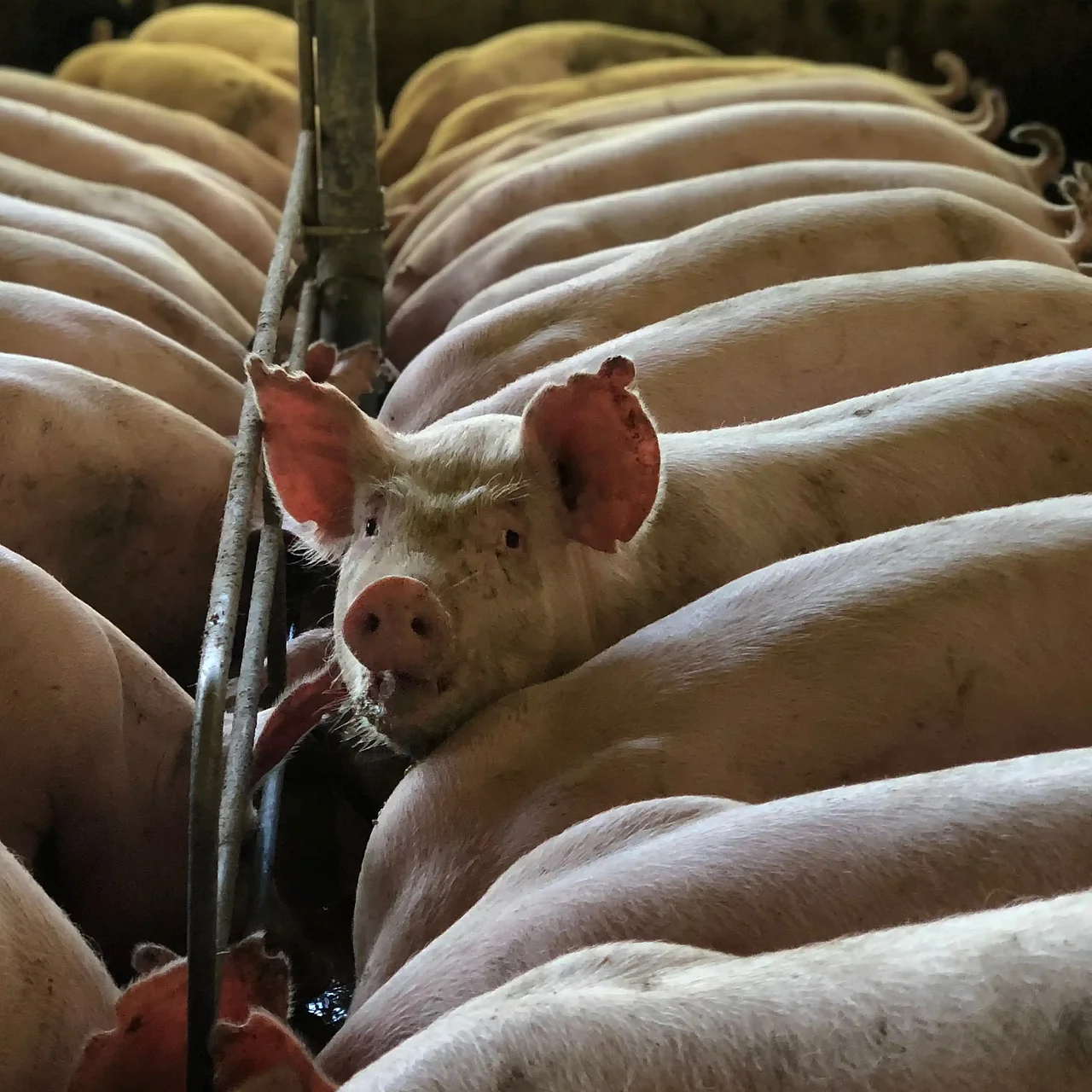 Schweine in der Massentierhaltung