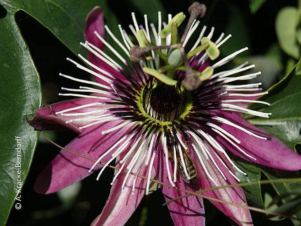 Die Passionsblume (Passiflora) ist ein Heilmittel mit beruhigender Wirkung © A.Kracke-Berndorff