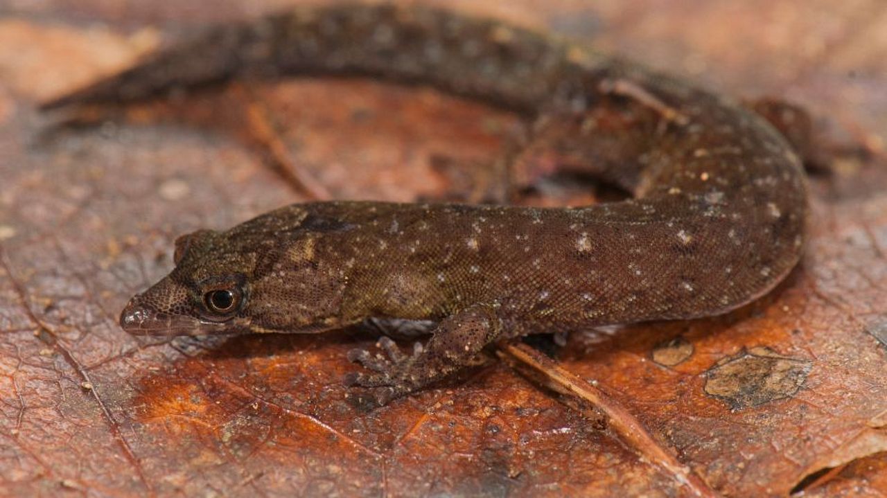 Neu entdeckte Geckoart auf einem Blatt