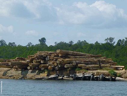 Abtransport illegalen Holzes auf Borneo  ©A. Hömberg