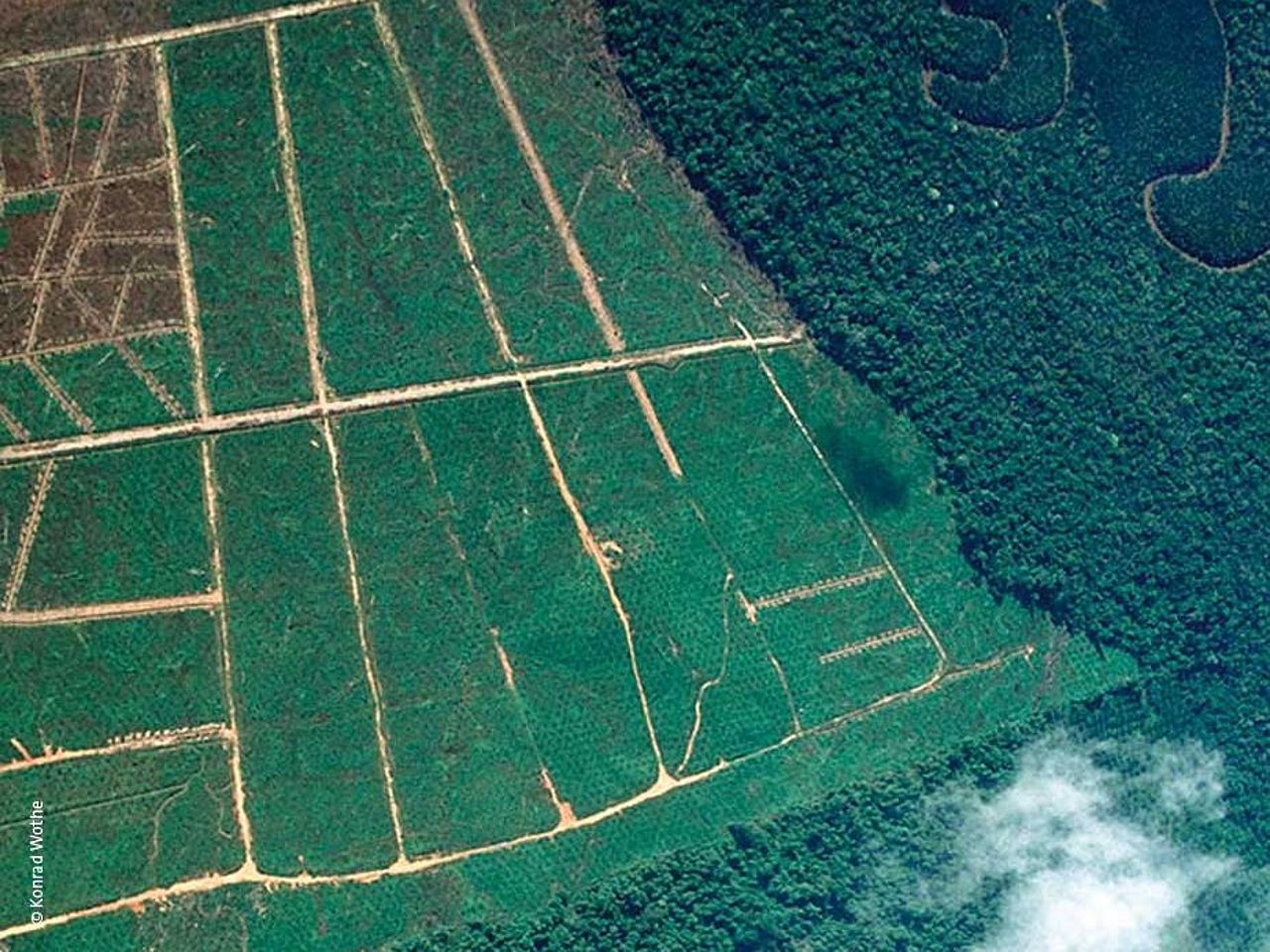 Palmöl-Plantagen dringen immer weiter in den Regenwald vor. ©Konrad Wothe