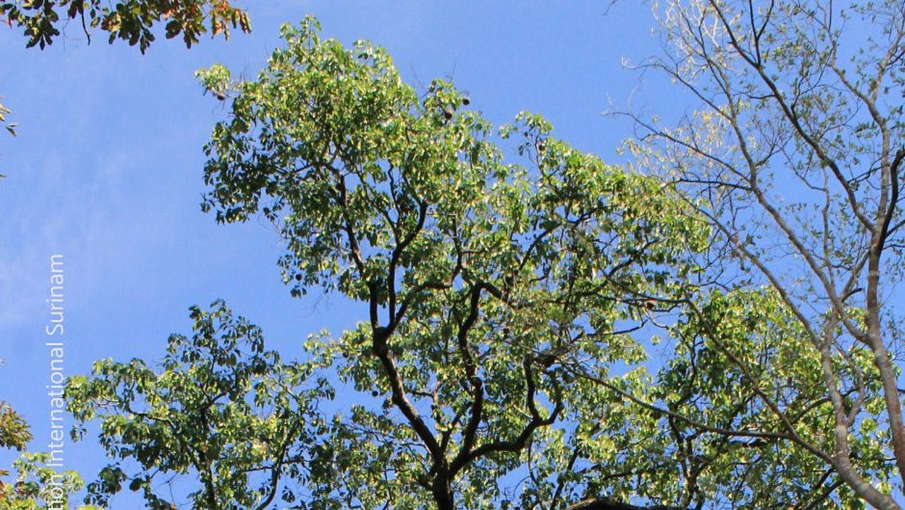 Paranussbaum in Suriname © Conservation International-Suriname