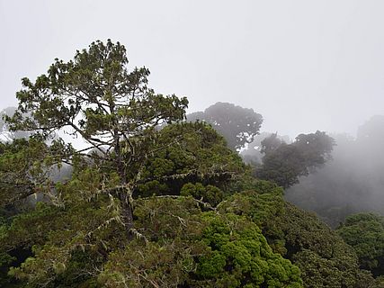 Der Bergnebelwald ist in dichte Wolken gehüllt. ©OroVerde