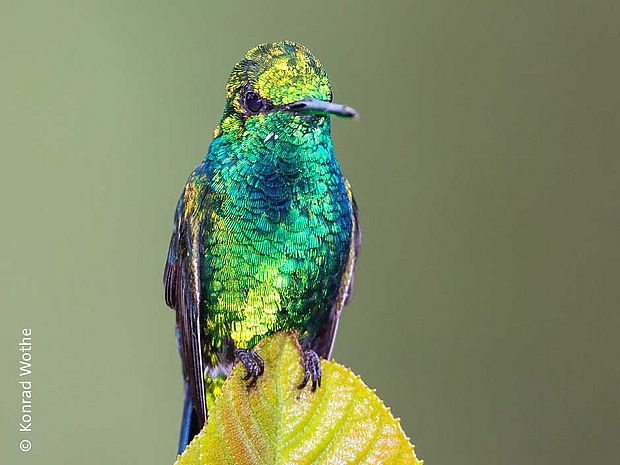 Kolibris sind so leicht, dass sie sogar auf einem Blatt sitzen können ©Konrad Wothe