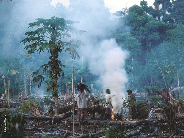 Brandrodung in Indonesien. Abholzung im Regenwald. ©Konrad Wothe