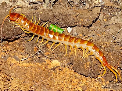 ein rotbraun-gelblicher langer Hundertfüßer ist in seiner vollen Länge zu sehen, während er über einen erdigen Boden krabbelt.