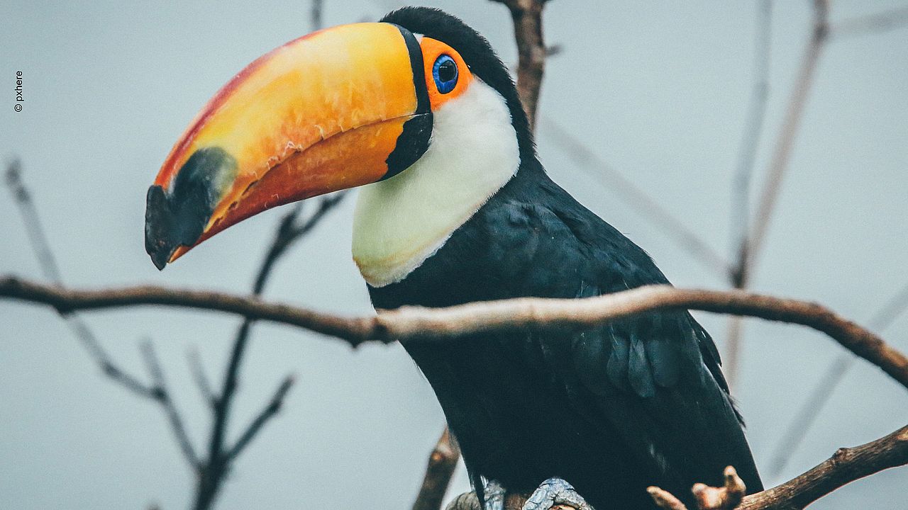 Riesentukan (Ramphastos toco) auf Ast ©pxhere