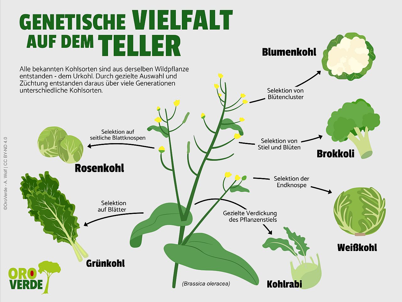 Alle bekannten Kohlsorten sind aus dem Urkohl entstanden, der auf unterschiedliche Merkmale gezüchtet worden ist.