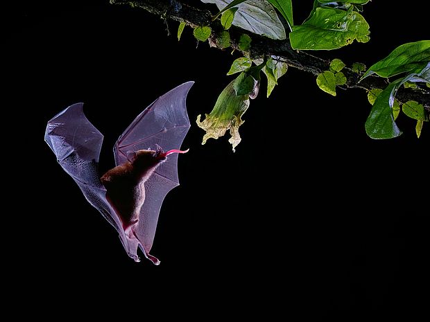 Fledermaus im Dunkeln