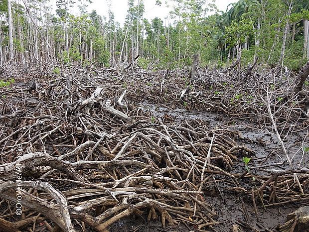 Zerstörte Mangroven auf Kuba nach einem Sturm. Dazwischen sind bereits wieder junge Mangrovenbäume zu erkennen.© OroVerde / A. Fincke