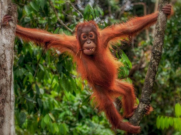 Orang-Utans sind Kletterkünstler und verlassen nur selten die Bäume.