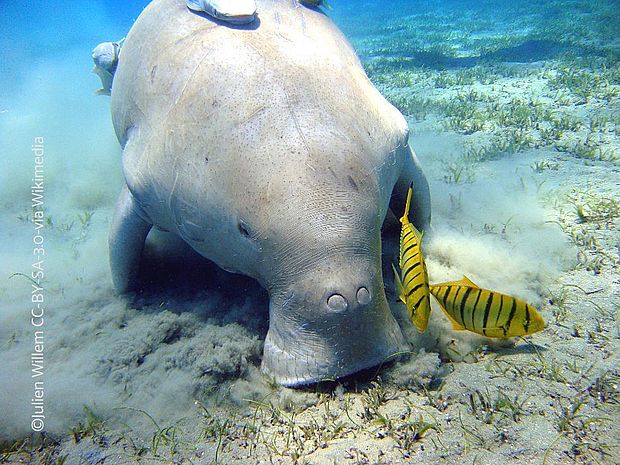 Ein Dugong beim Essen. Es grasst neben einem tropischen Meeresfisch ©Julien Willem CC-BY-SA-3.0-via Wikimedia