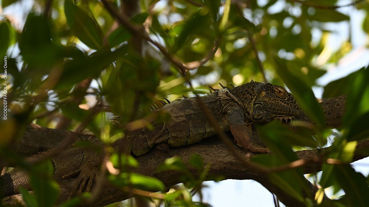 Leguan ©CODDEFFGOLF – Onan Osorto