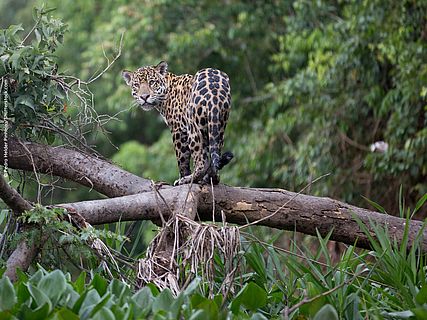 Ein Jaguar im Regenwald