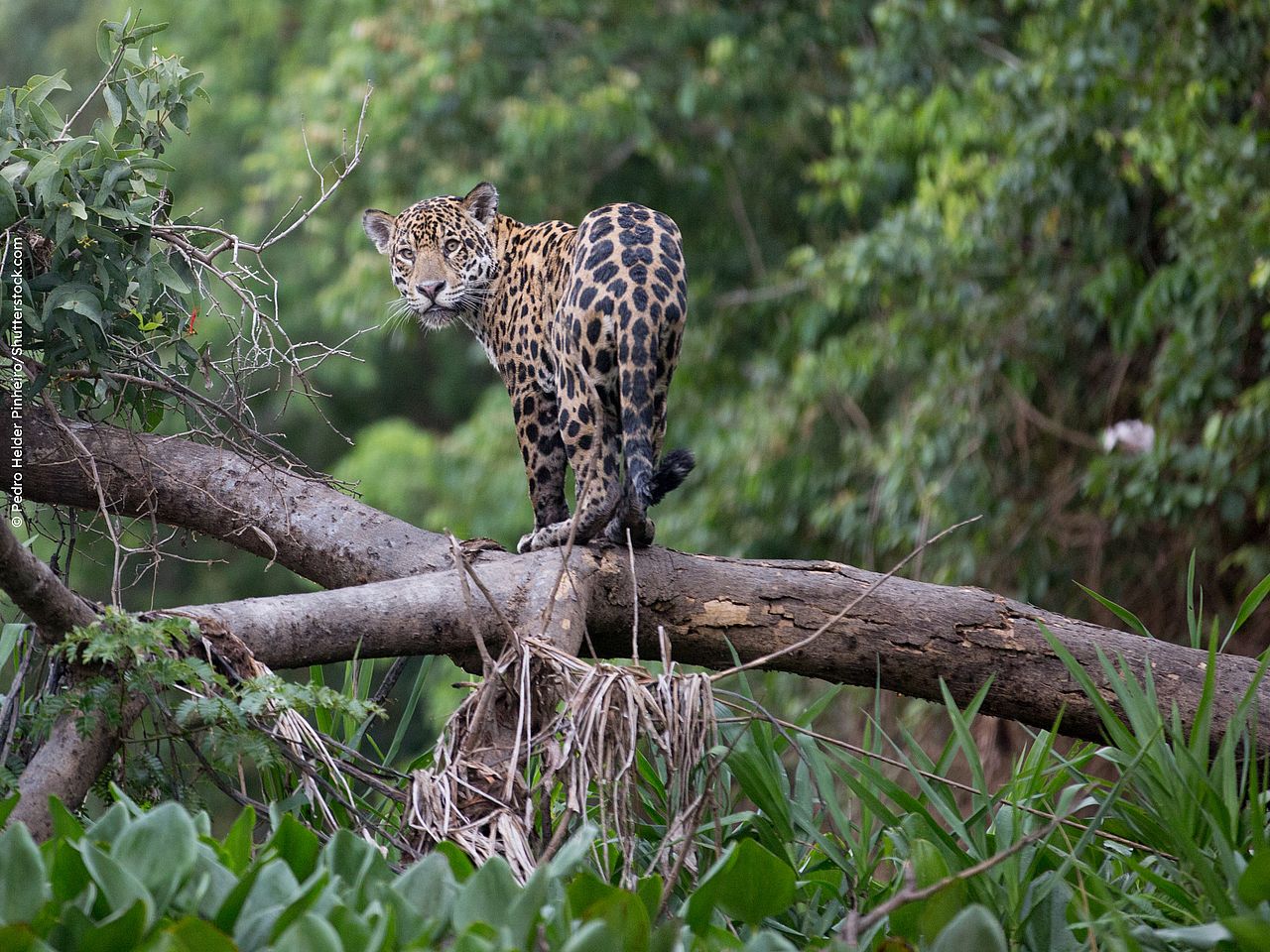 Ein Jaguar im Regenwald