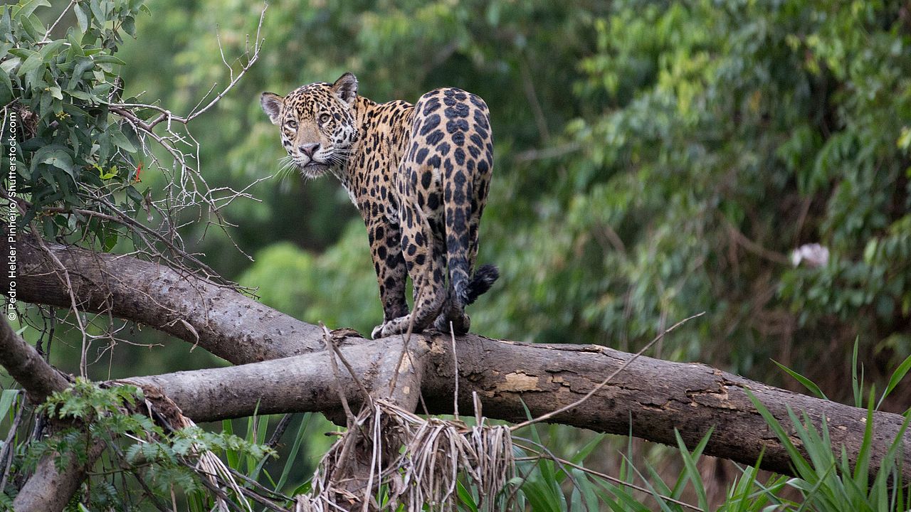 Ein Jaguar im Regenwald