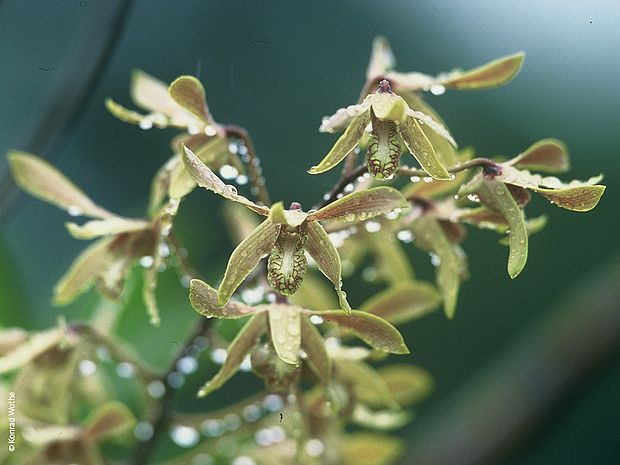 Jahreszeiten-Aktionen: Frühling ©Konrad Wothe