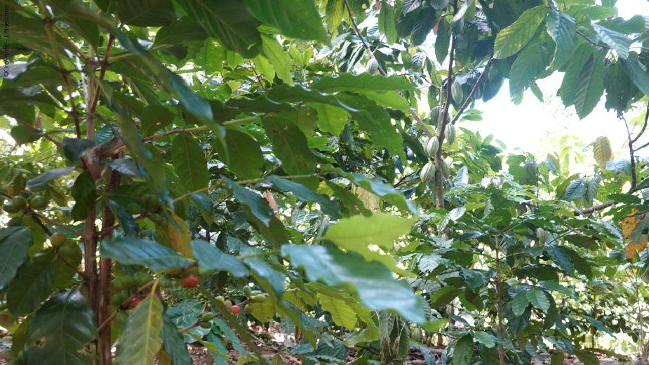 Regenwaldschonender Kaffee- und Kakao-Anbau im Regenwald ©I. Naendrup