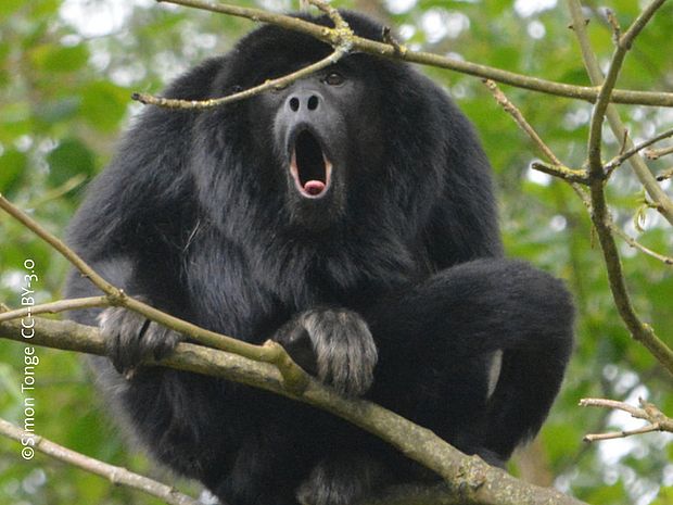 Ihr Brüllen ist hervorragend, um sich im dichten Dschungel zu verständigen ©Simon Tonge