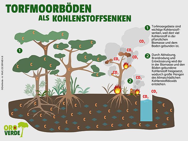 Primärer Tropenwald und Torfböden binden besonders viel CO2 ©OroVerde - A. Wolf