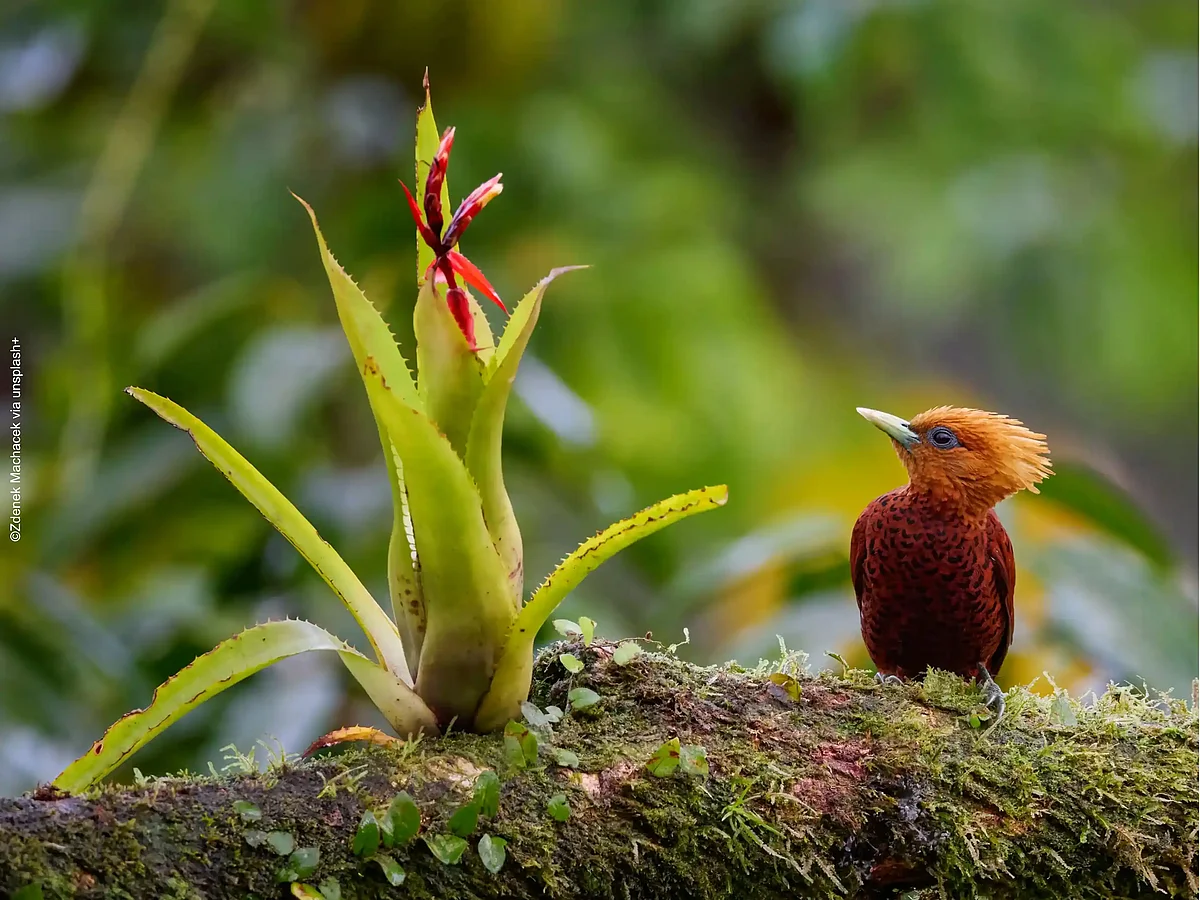 Epiphyten - Vielfalt, Lebensweise und ihre Rolle im kosystem