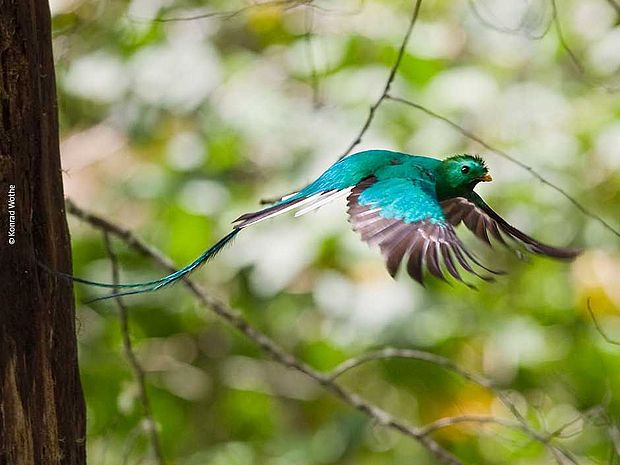 Quuetzal im Flug, die langen schönen Schwanzfedern sind gut zu sehen ©K. Wothe