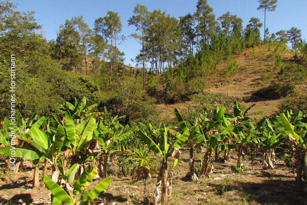 Nachhaltig bewirtschaftete Parzellen im Agroforstsystem erhalten die Artenvielfalt und sichern die Ernten der Gemeinden. (c)OroVerde/J. Horstmann