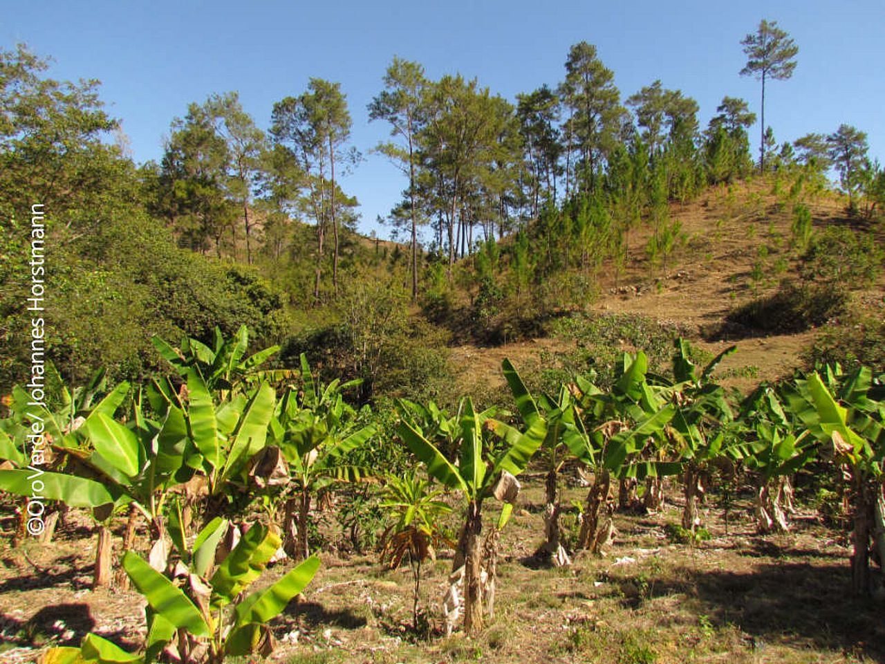 Setzlinge in Sierra Neiba, Dominikanische Republik ©J. Horstmann/ OroVerde