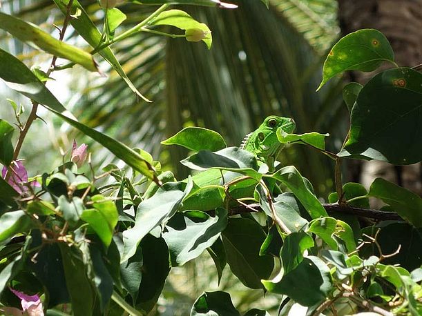 Echse in ihrem Habitat: dem tropischen Regenwald © OroVerde/E.Mannigel