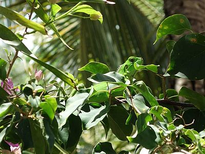 Echse in ihrem Habitat: dem tropischen Regenwald © OroVerde/E.Mannigel