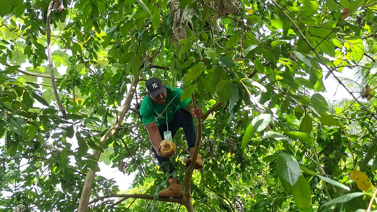 Ernte einer Riesengranadilla im Agroforstsystem