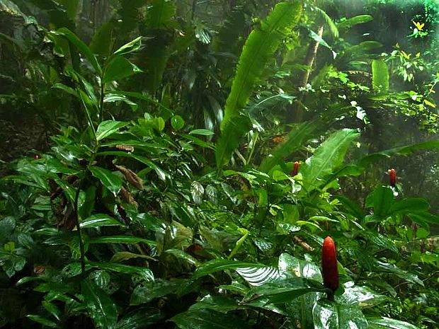 Wissen über den Regenwald: Feuchtigkeit im Tropenwald des Amazonas © OroVerde-Diana Rode