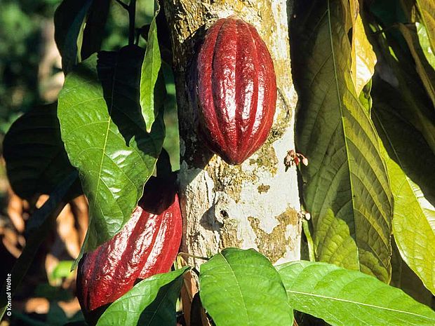 Kakaobaum mit Früchten ©Konrad Wothe