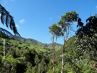 Ausblick auf einen Tropenwald in Ecuador