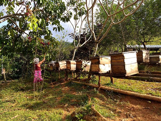 Eine Frau im Garten mit Bienenkästen für die Imkerei auf Kuba