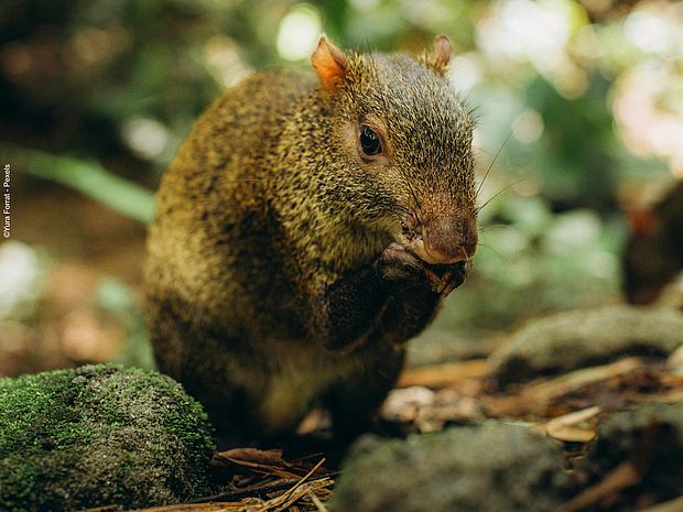 Aguti sitzt im Regenwald und frisst 