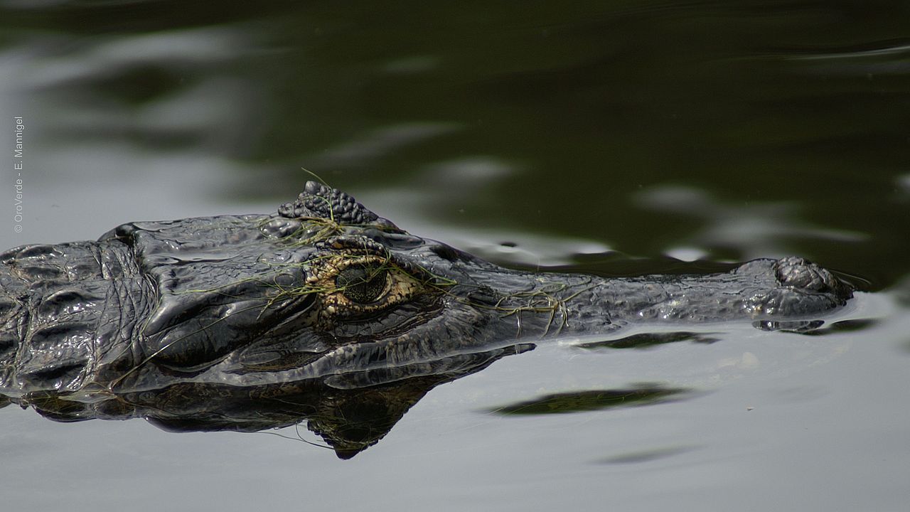 Schwarzer Kaimar (Melanosuchus niger) lauert im Wasser ©OroVerde - E. Mannigel