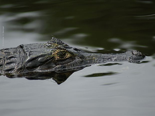 Kaiman im Wasser