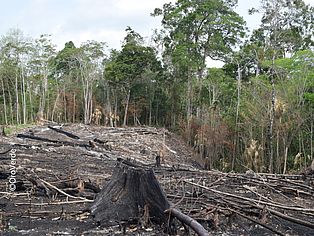Brandrodung in Sierra del Lacandòn, Guatemala 