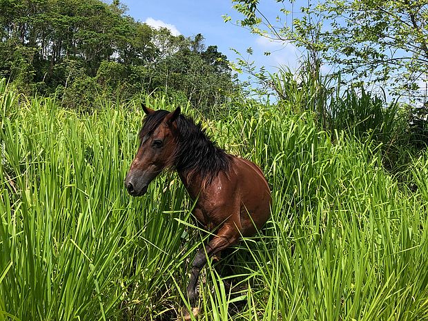 Ein Pferd läuft im sehr hohem invasiven Gras