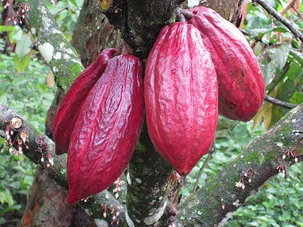 Kakaobohnen in Ecuador ©OroVerde