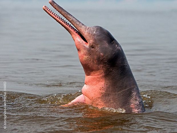 Ein Flussdelfin hat eine lange Schnauze, die ihm bei der Futtersuche hilft. ©istockphoto.com-Michel VIARD 