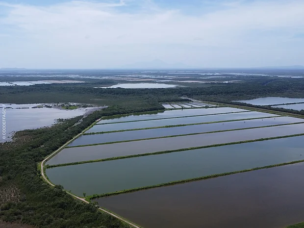 Luftaufnahme einer weitläufigen Garnelenfarm innerhalb der Mangroven in der  Laguna de Invierno El Jicarito