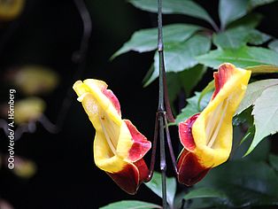 Blüte in Guatemala 