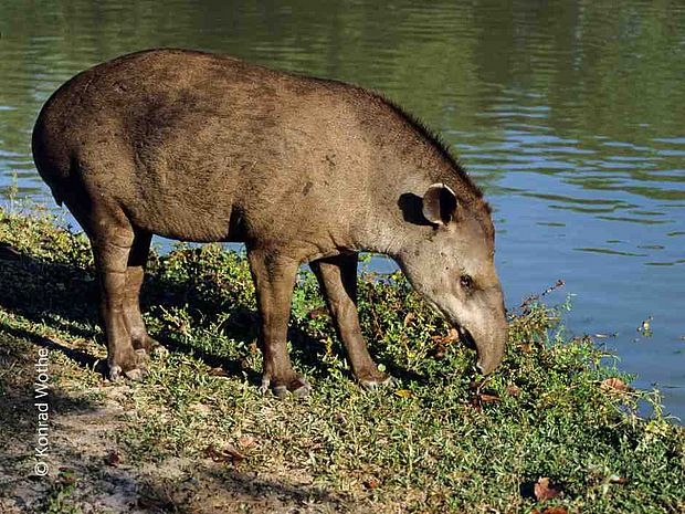 Am Ufer eines Gewässers grasendes Tapir. 